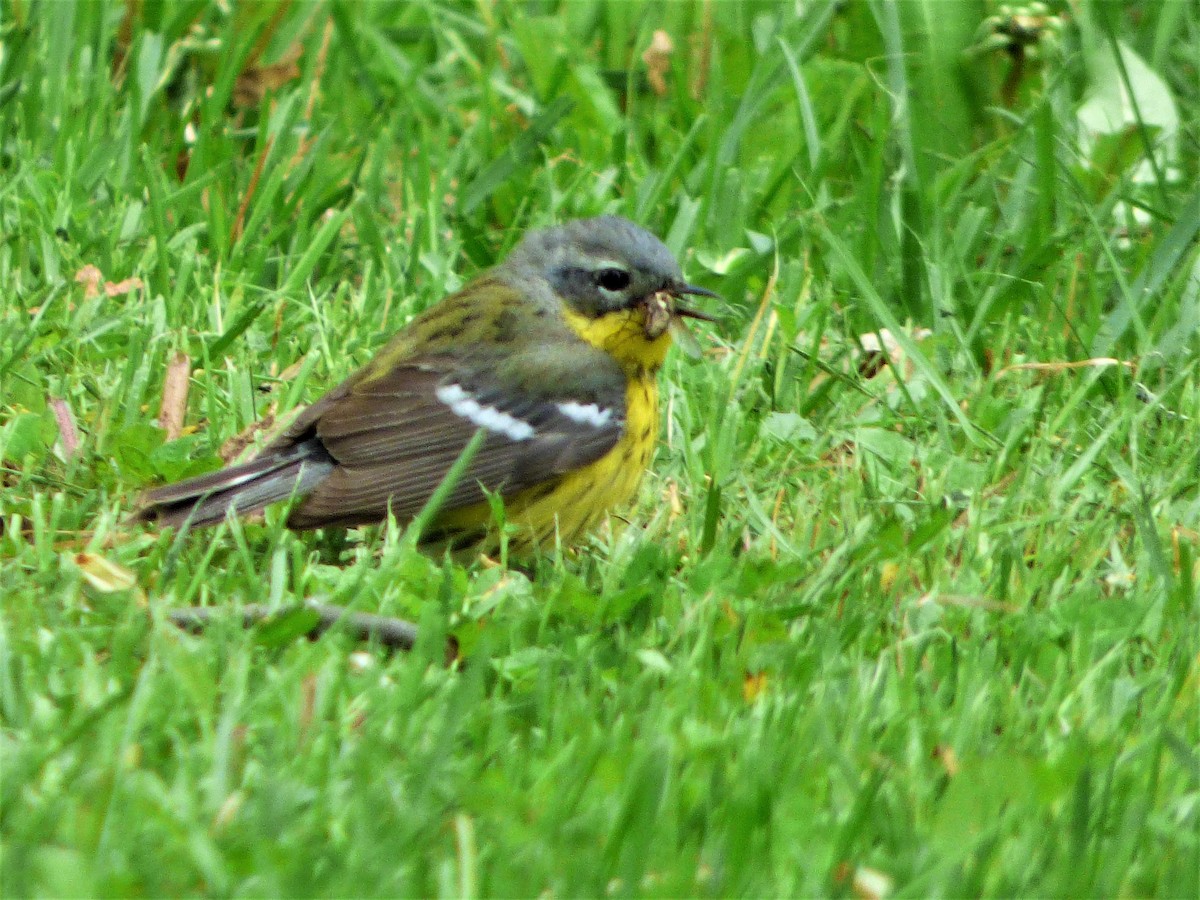 Magnolia Warbler - ML162205651