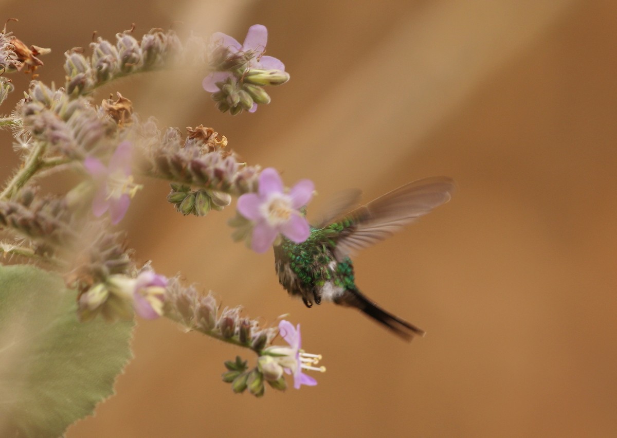 Golden-crowned Emerald - ML162205941