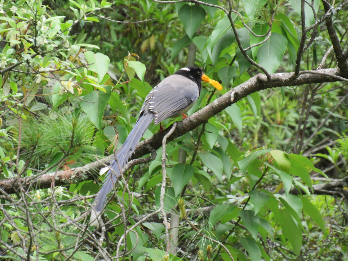 Yellow-billed Blue-Magpie - karen pinckard