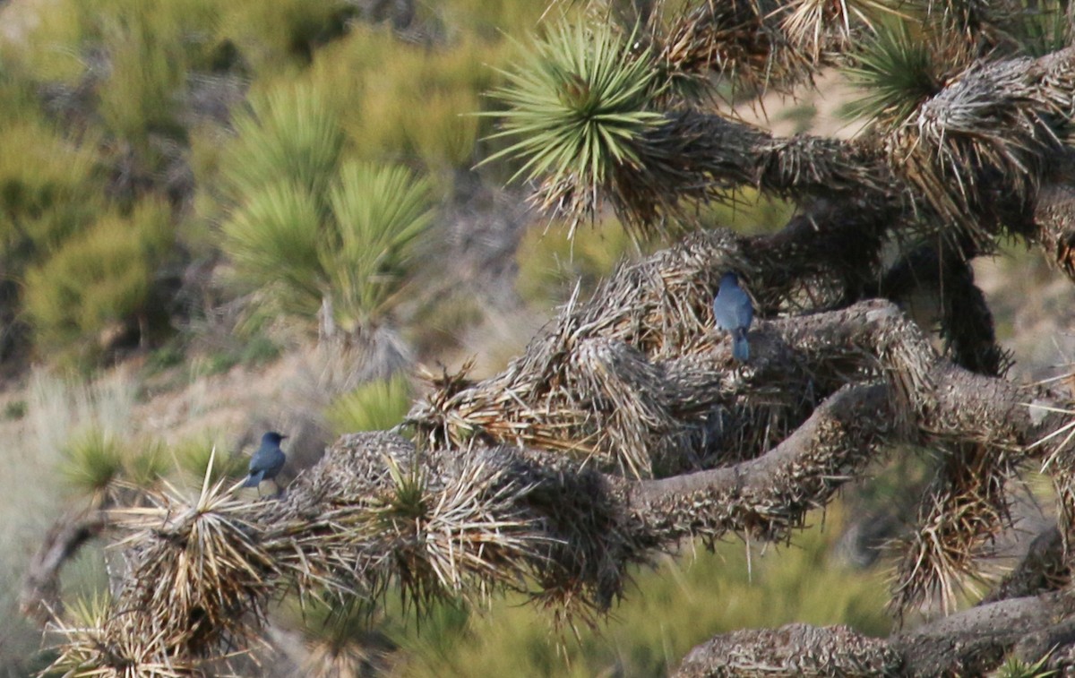 Pinyon Jay - Robert McMorran