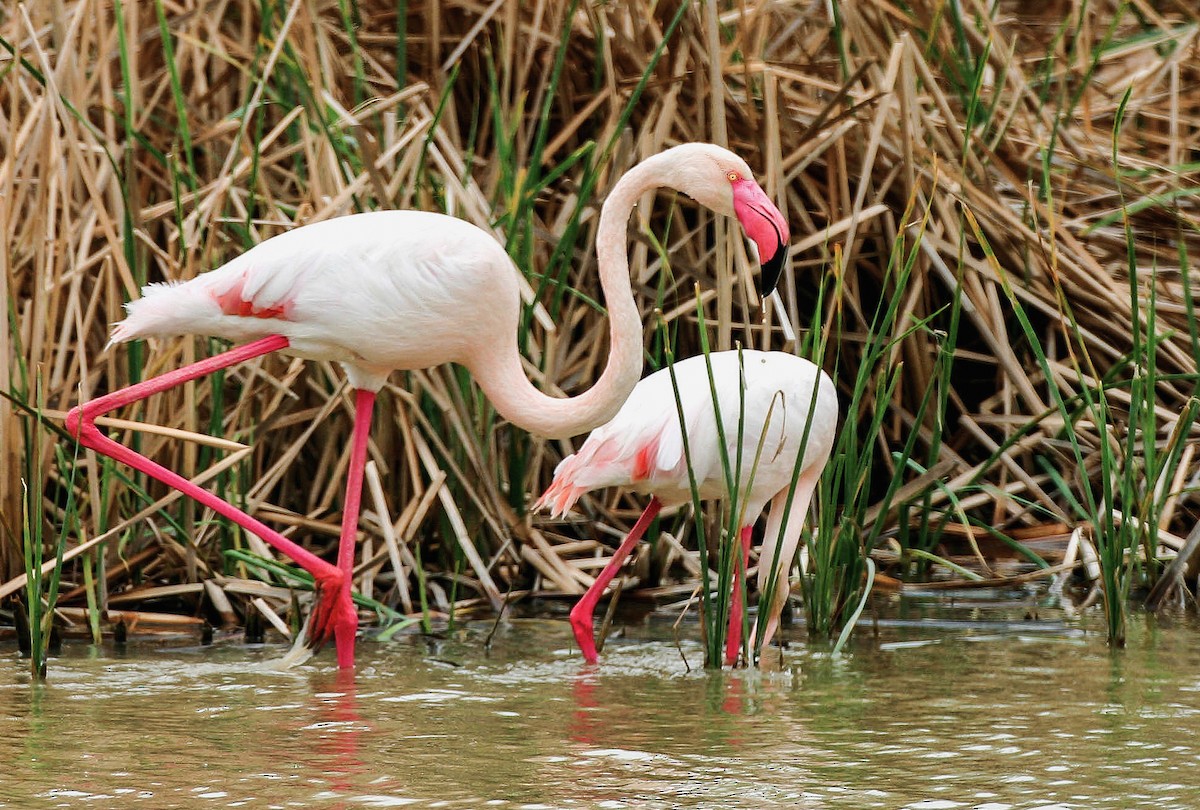 Greater Flamingo - Blake Matheson