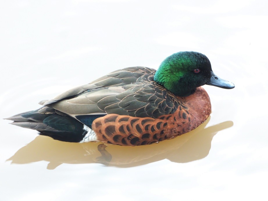 Chestnut Teal - Alfons  Lawen