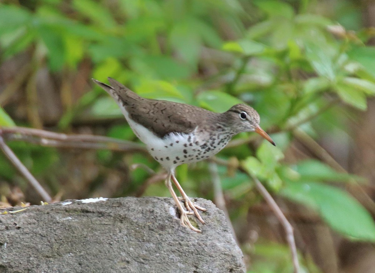 Spotted Sandpiper - ML162214071