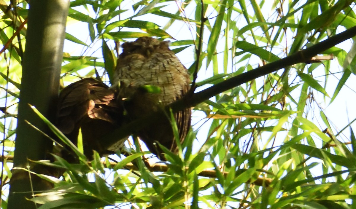 Tropical Screech-Owl - ML162214241