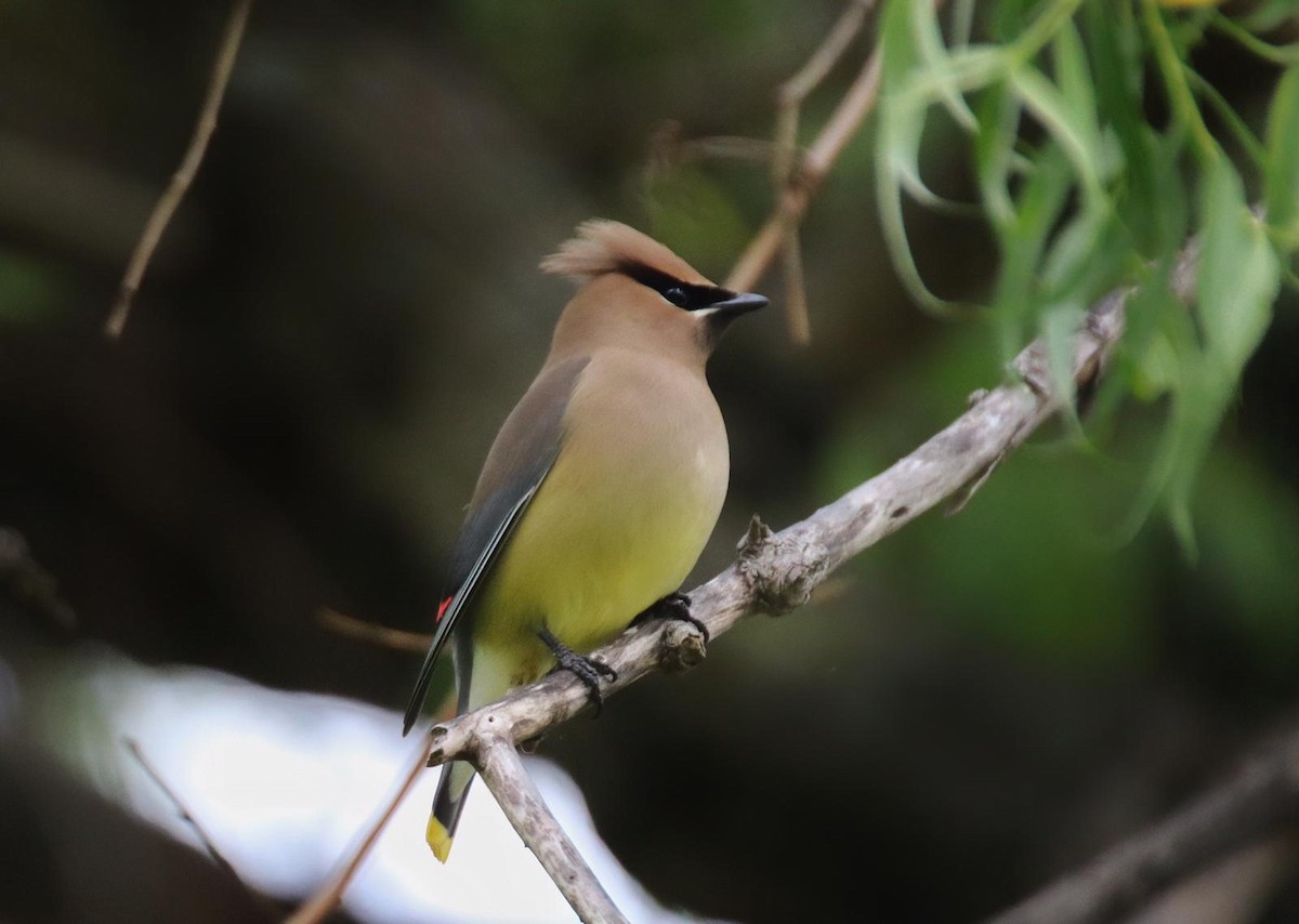 Cedar Waxwing - ML162214411