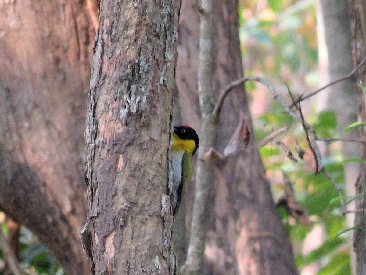 Black-headed Woodpecker - ML162218021