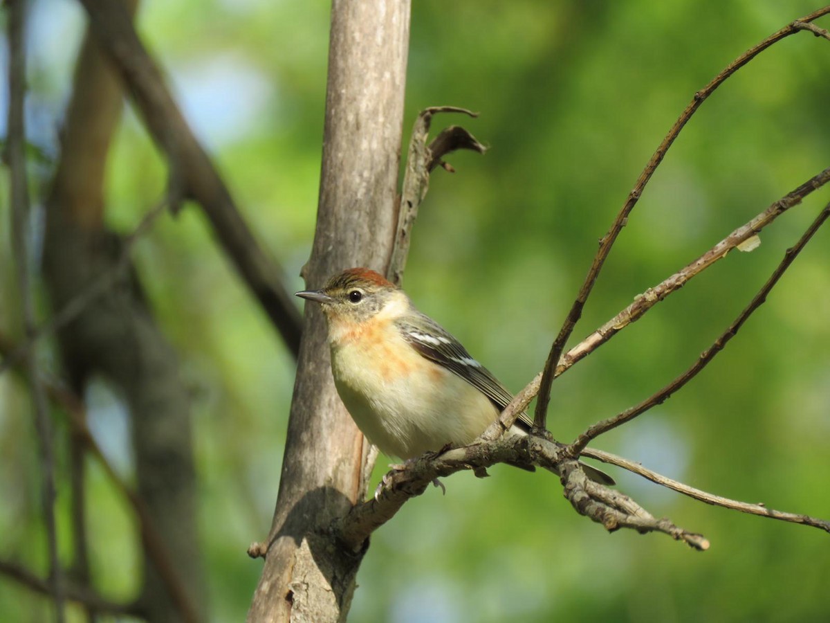 Bay-breasted Warbler - ML162218101