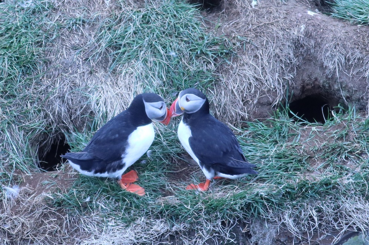 Atlantic Puffin - ML162218701
