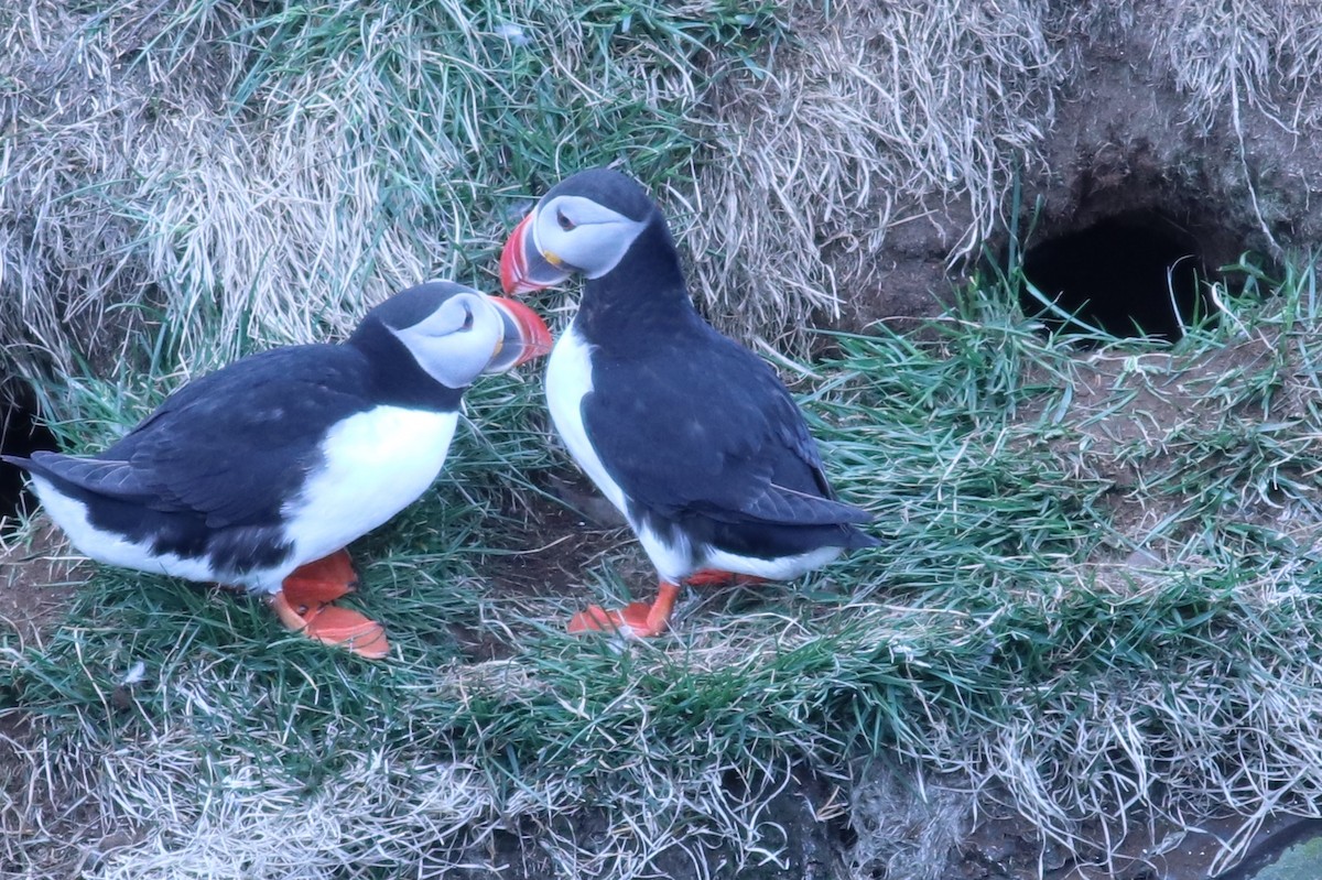 Atlantic Puffin - ML162218711