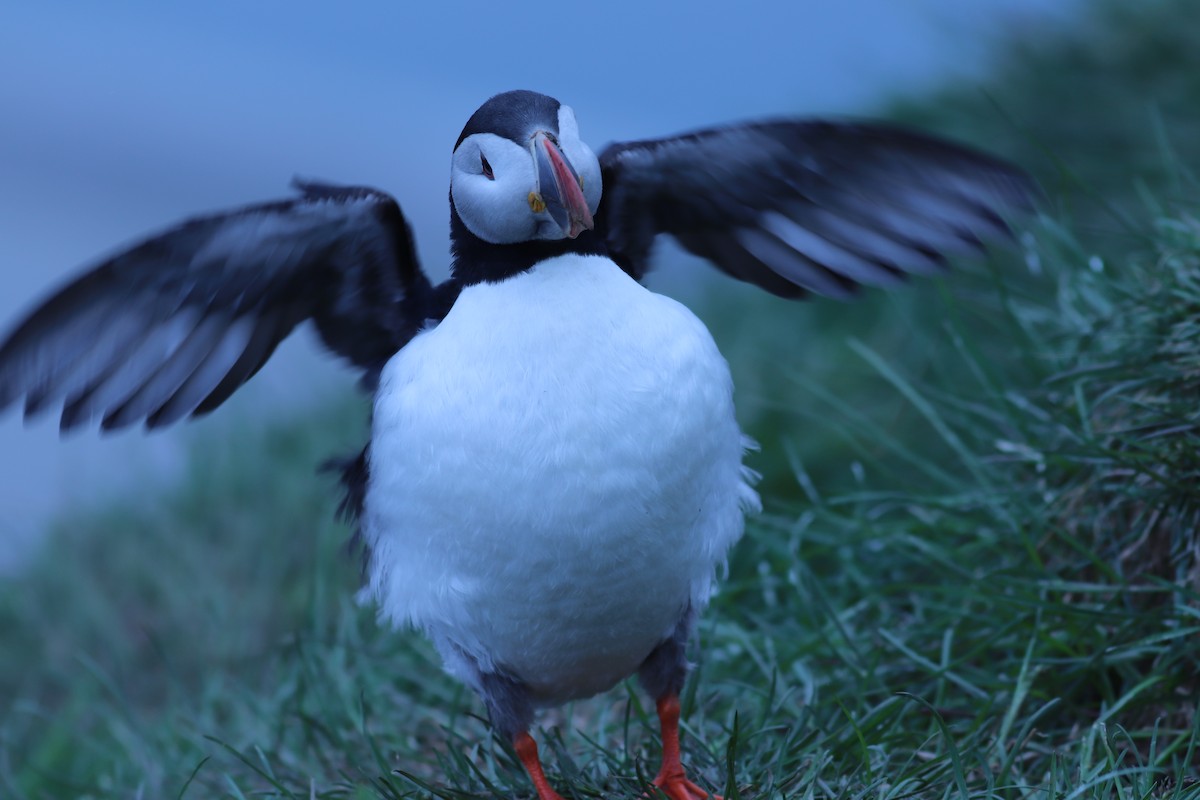 Atlantic Puffin - ML162218821