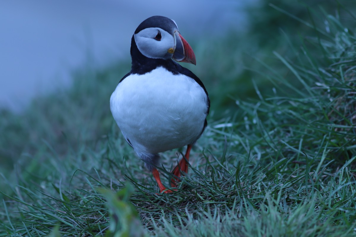Atlantic Puffin - ML162218861