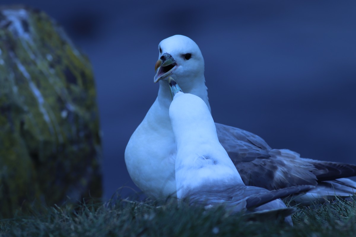 Northern Fulmar - ML162218891