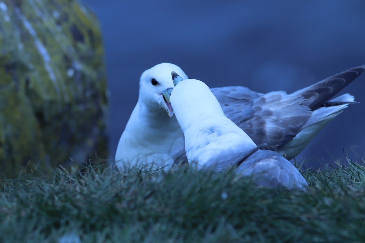 Northern Fulmar - ML162218951