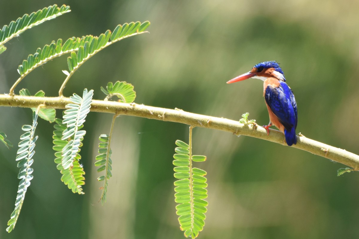 Malachite Kingfisher - ML162219691