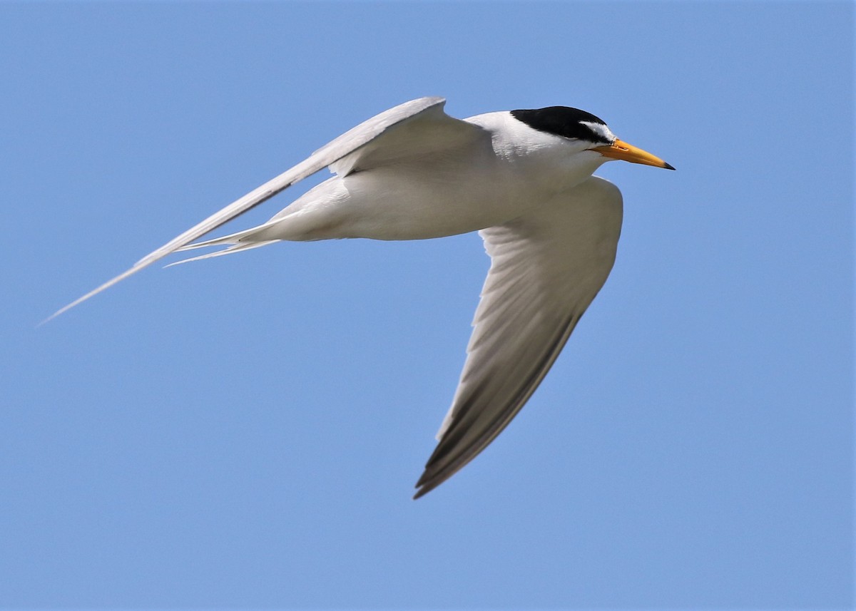 Least Tern - Dean LaTray