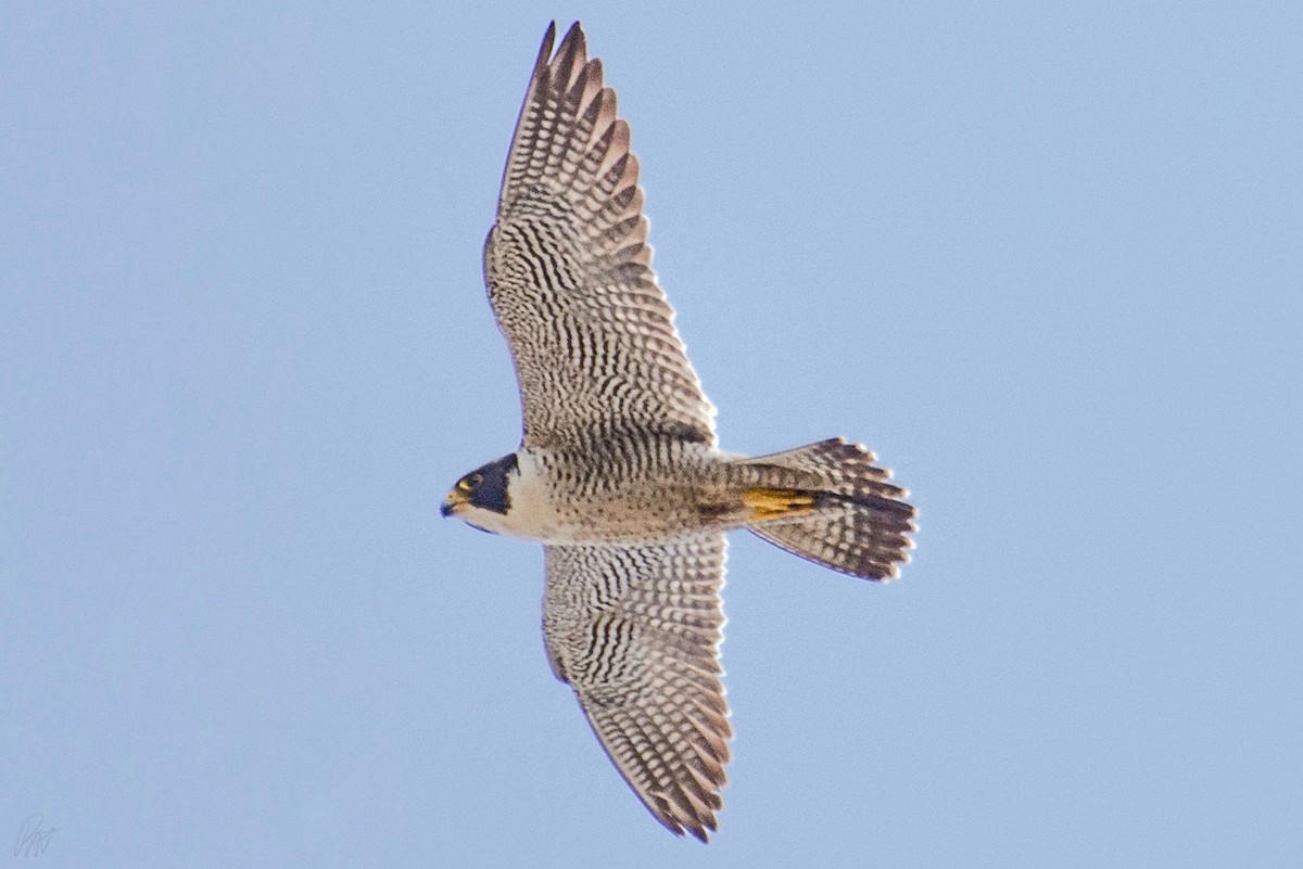 Peregrine Falcon - ML162221551