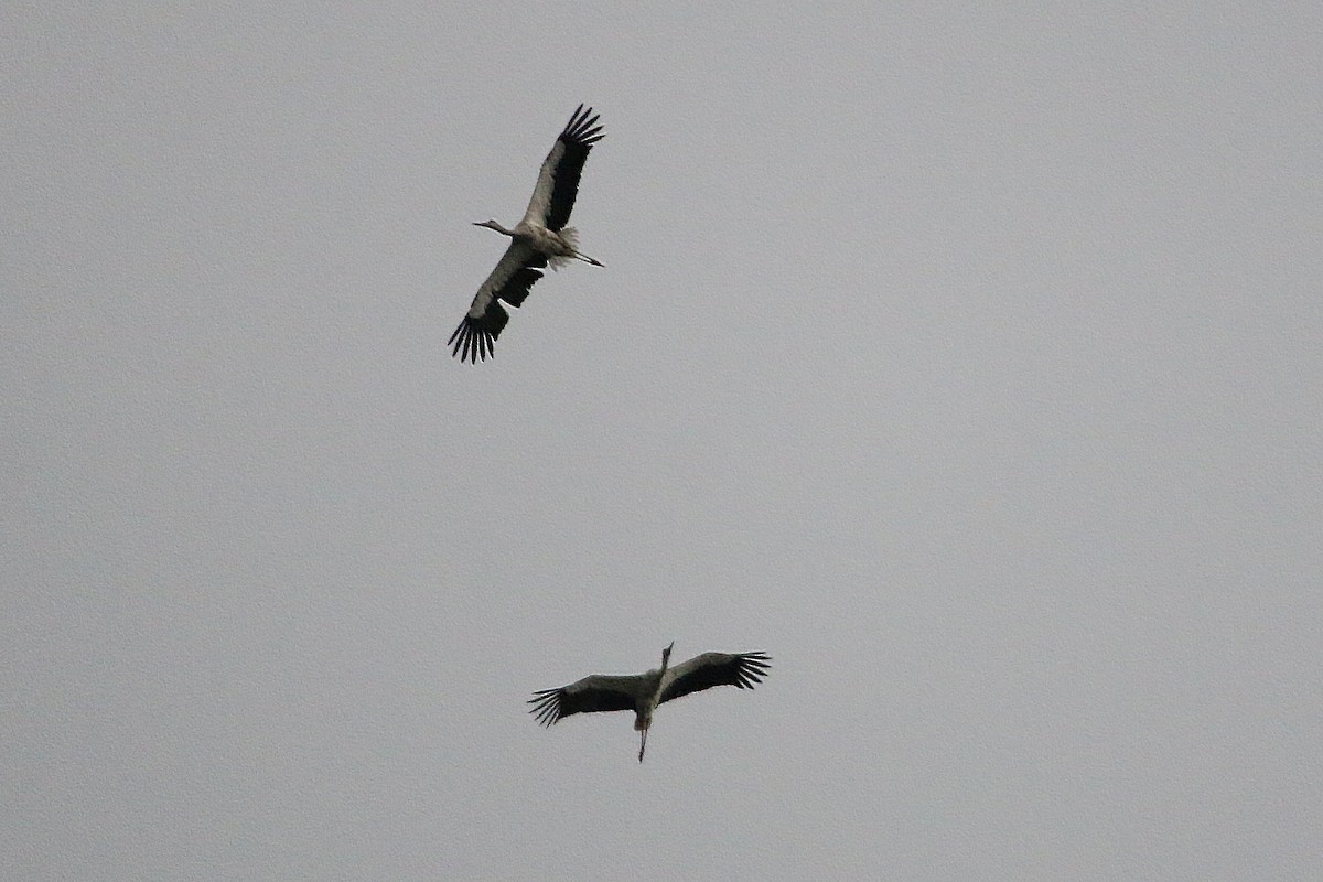 čáp východní - ML162221761