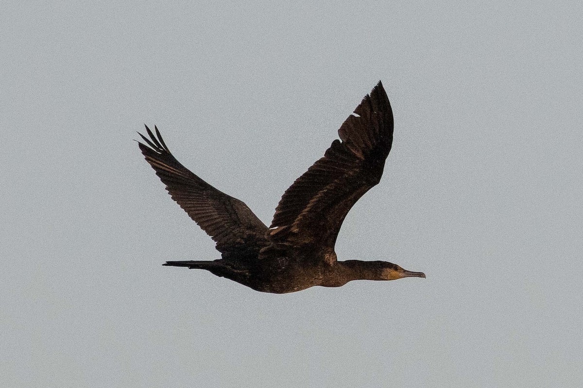 Kormoran (sinensis/hanedae) - ML162222351