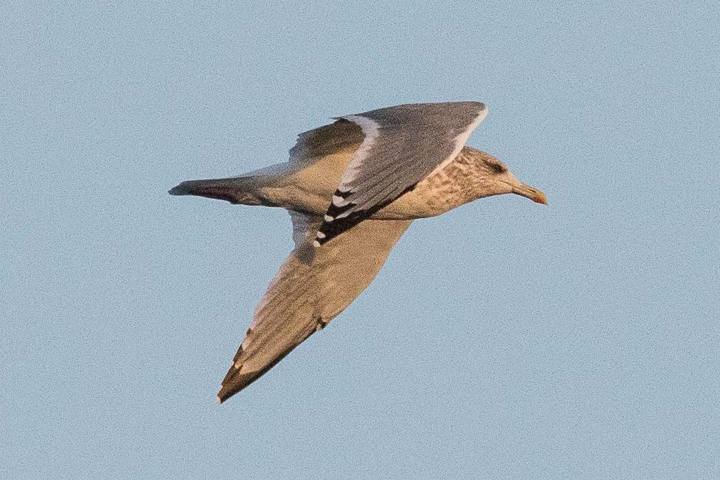 Gaviota Argéntea (vegae) - ML162222371