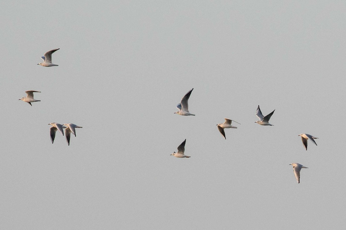 Black-headed Gull - ML162222421