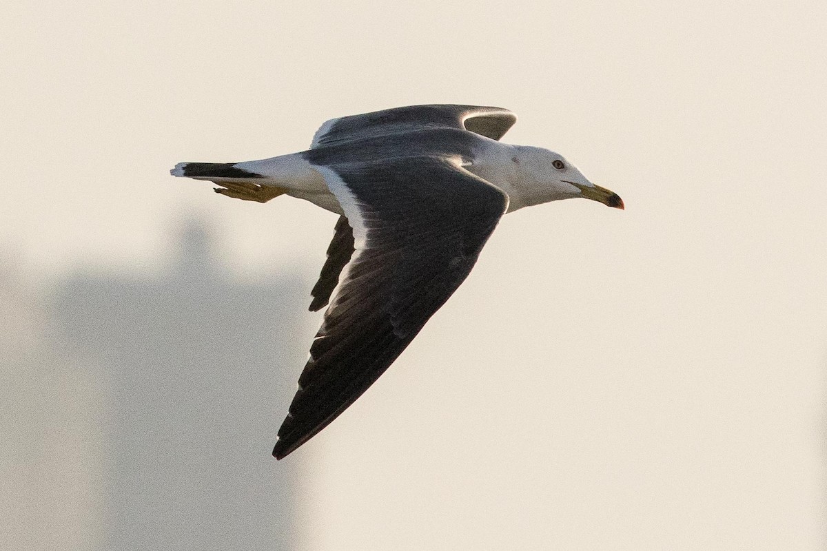 Black-tailed Gull - Eric VanderWerf