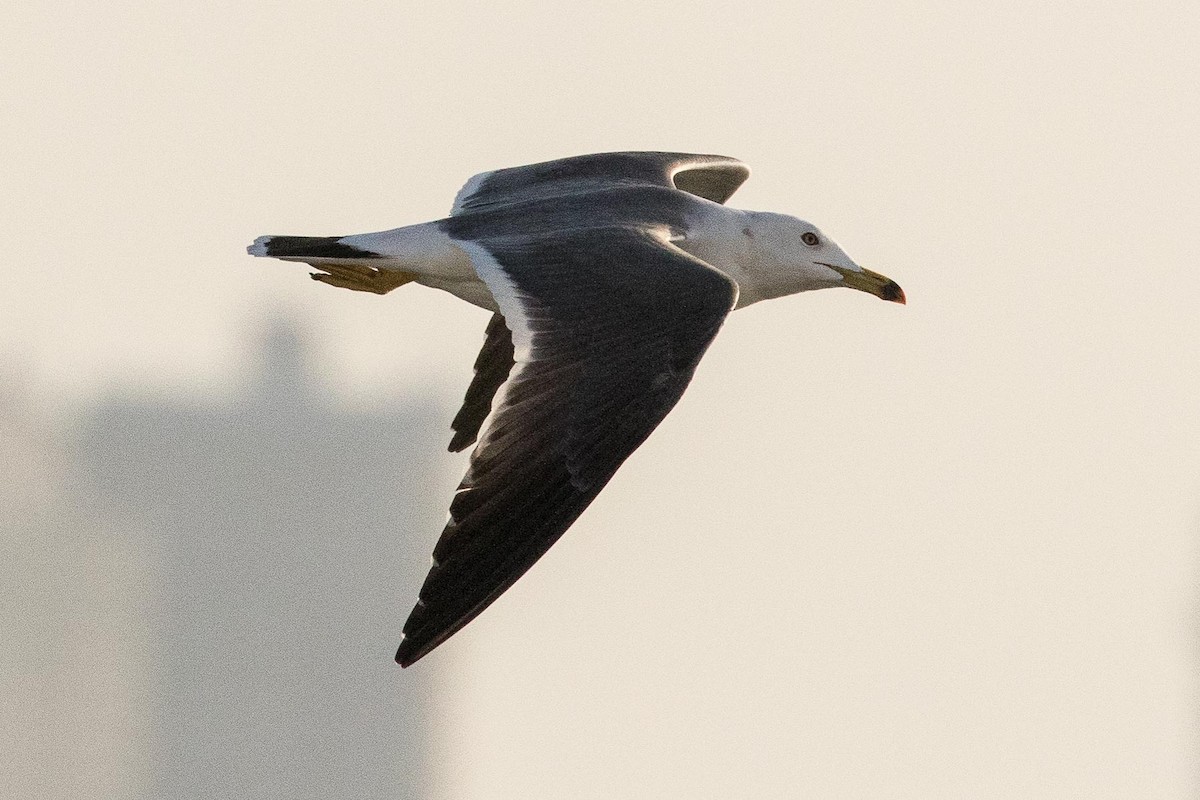 Gaviota Japonesa - ML162222491