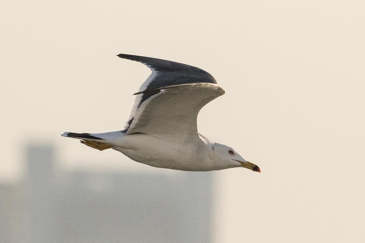 Black-tailed Gull - ML162222521