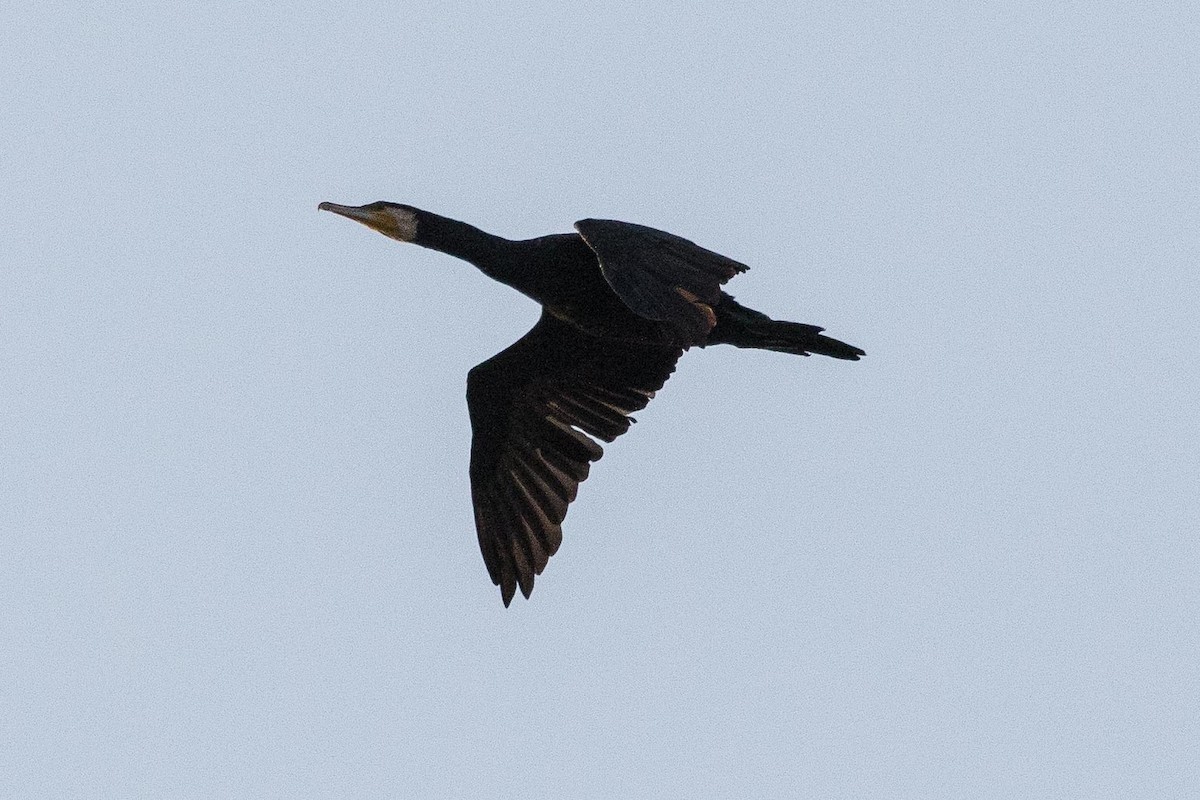 Grand Cormoran (sinensis/hanedae) - ML162222561