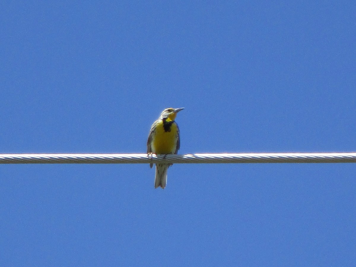 Western Meadowlark - ML162223721