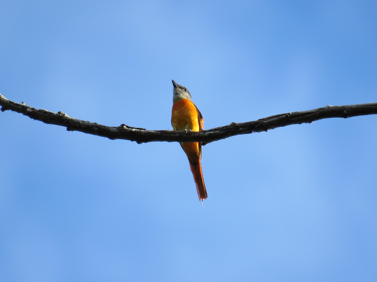 Gray-chinned Minivet - ML162227481