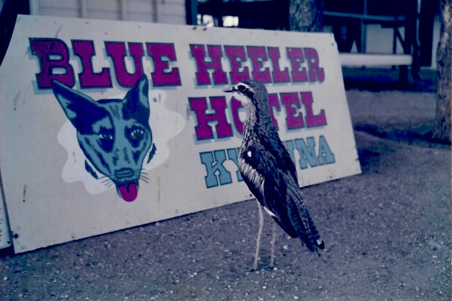 Bush Thick-knee - ML162228481