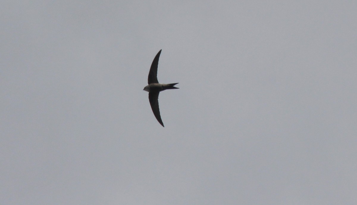 Pacific Swift - ML162228691