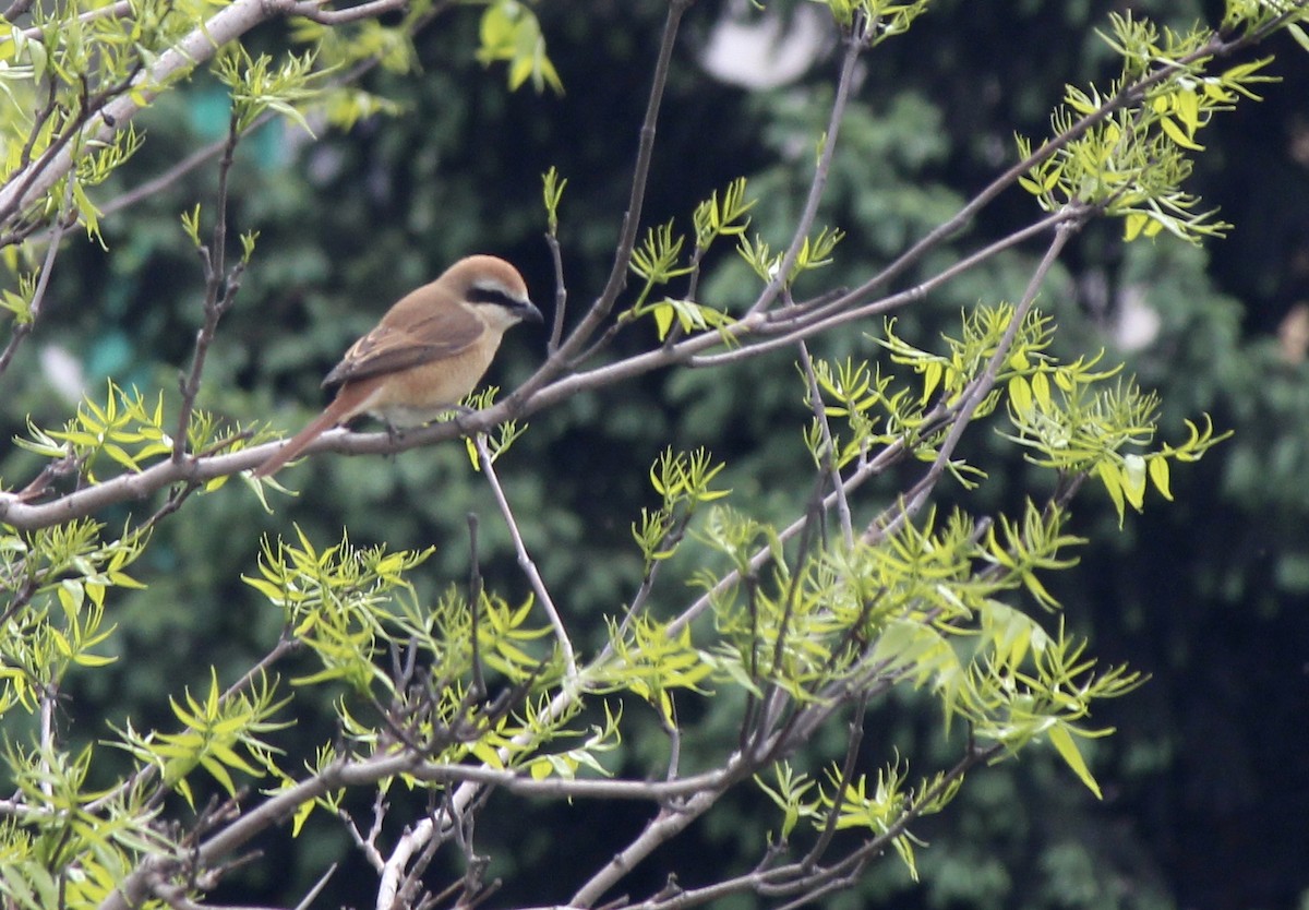 Brown Shrike (Brown) - ML162228711