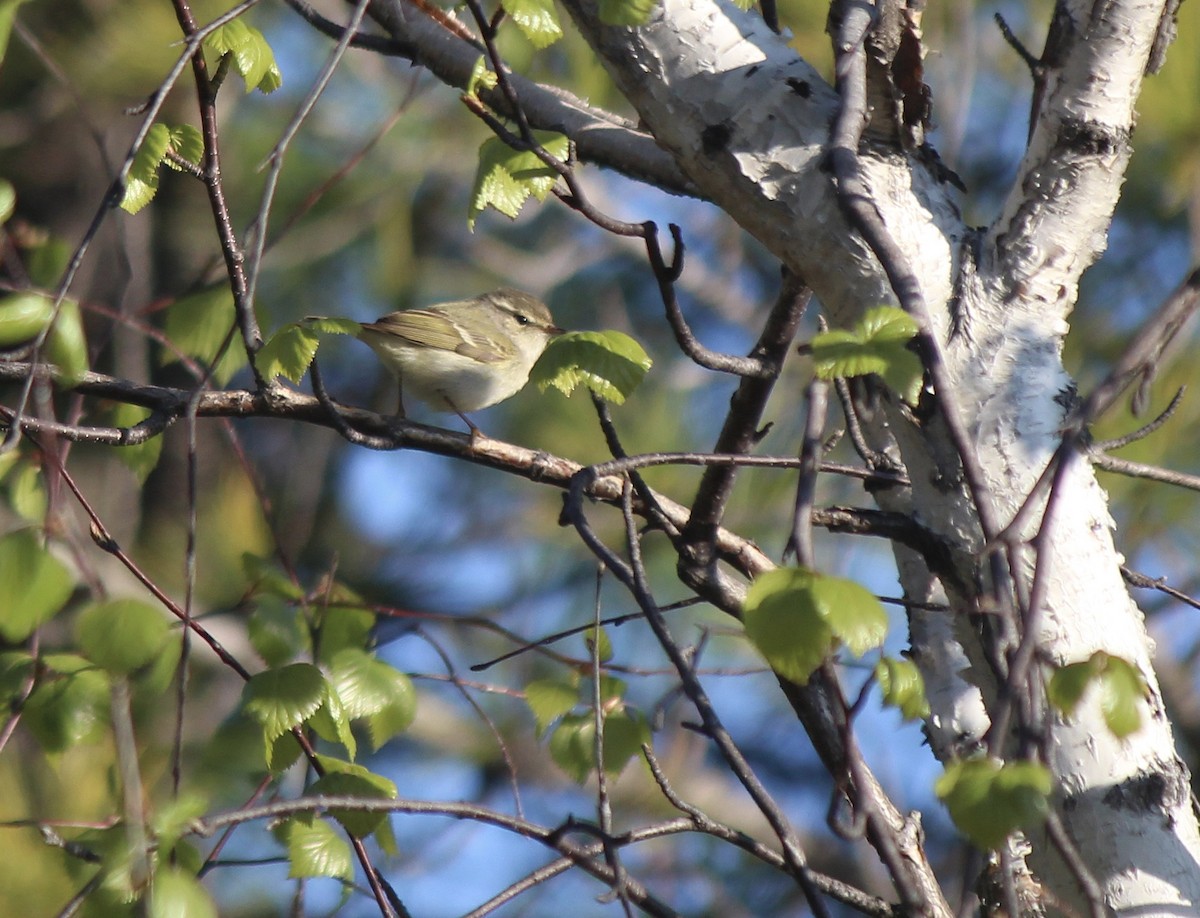 Yellow-browed Warbler - Esme Rosen