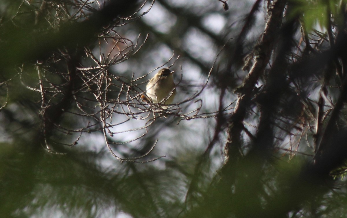 Radde's Warbler - ML162228771