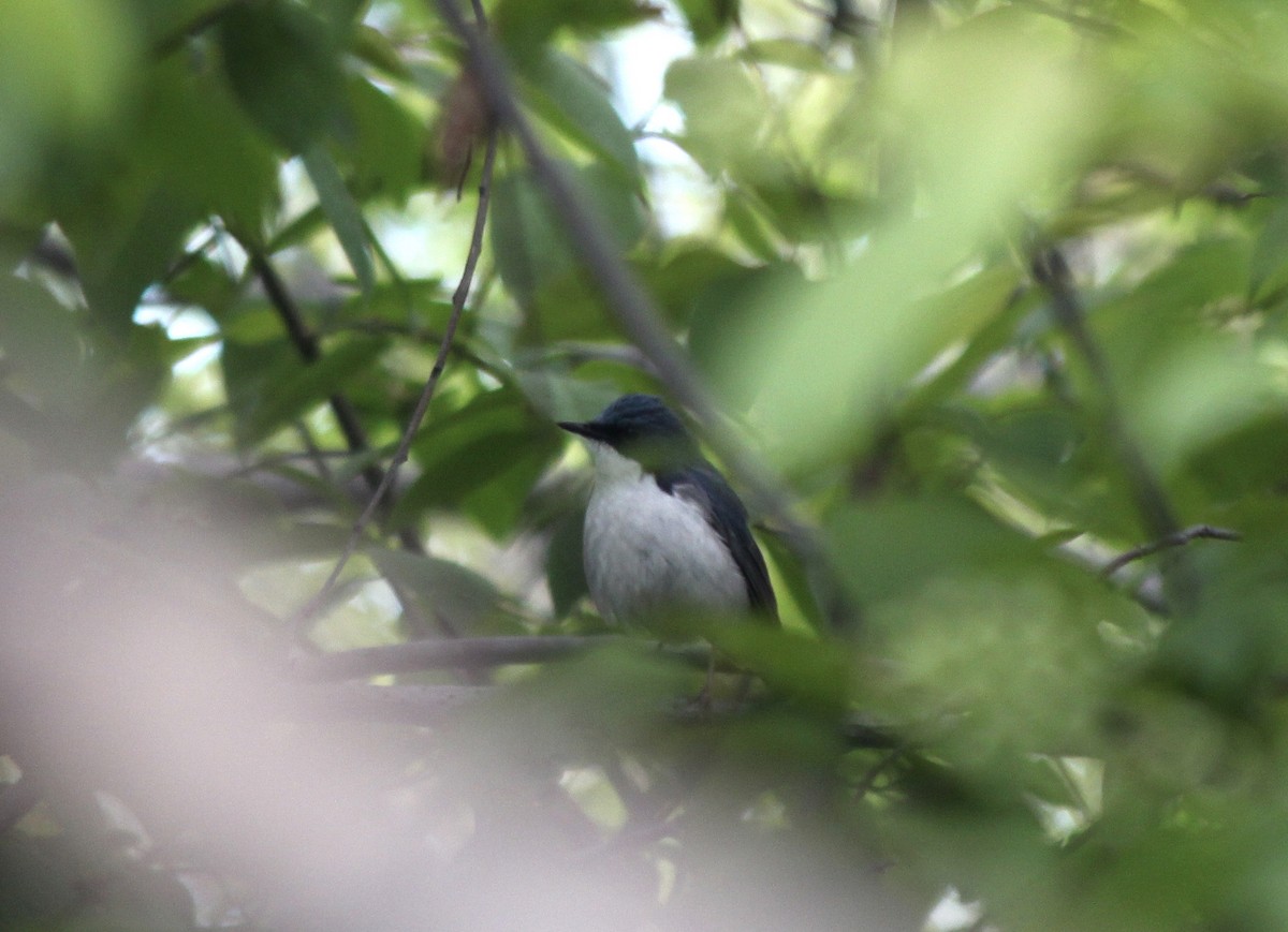 Siberian Blue Robin - Esme Rosen