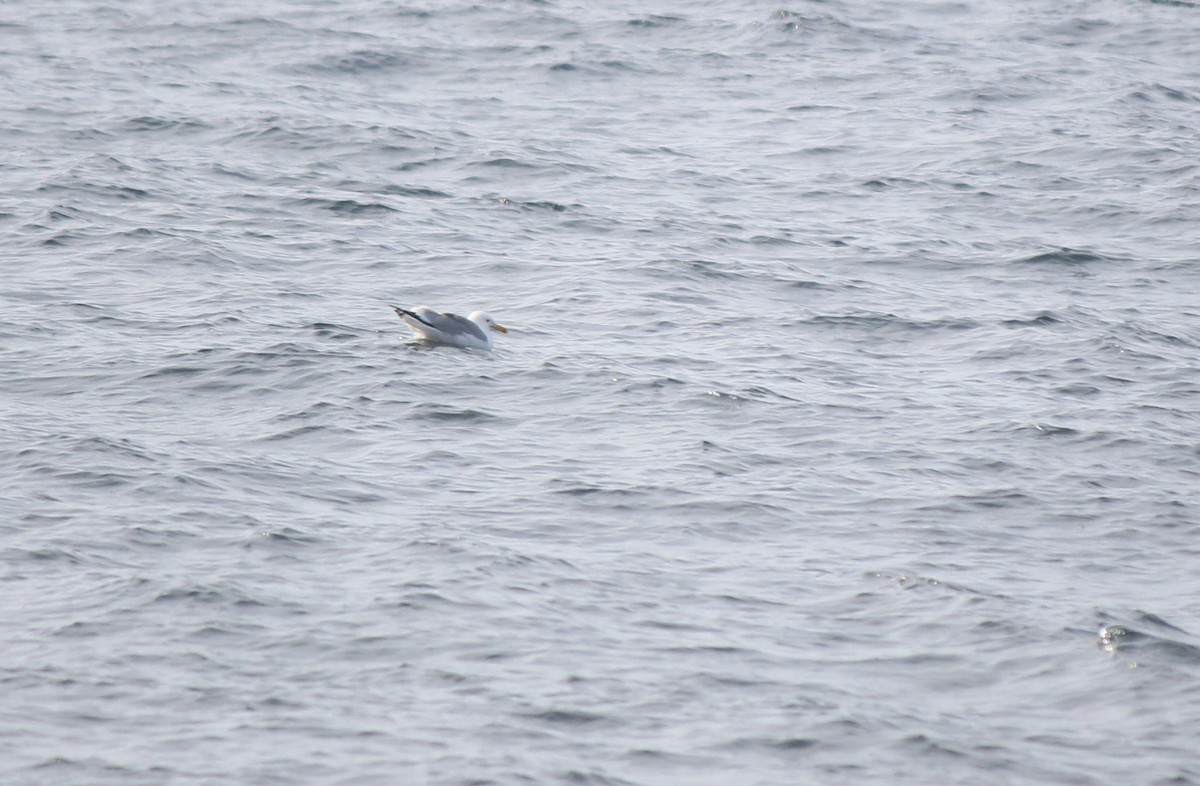 Herring Gull (Mongolian) - ML162228911