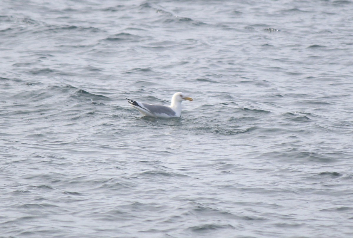 Herring Gull (Mongolian) - ML162228921