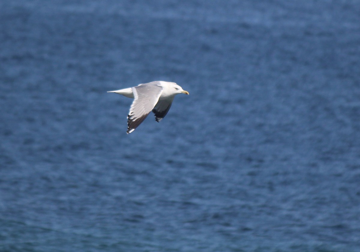 Herring Gull (Mongolian) - ML162228951