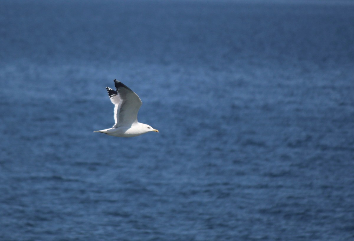 Herring Gull (Vega) - Esme Rosen