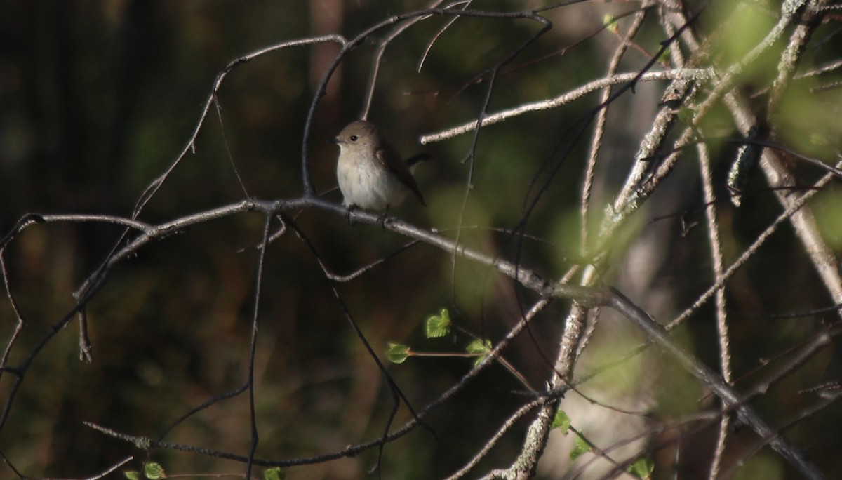 Taiga Flycatcher - ML162229061