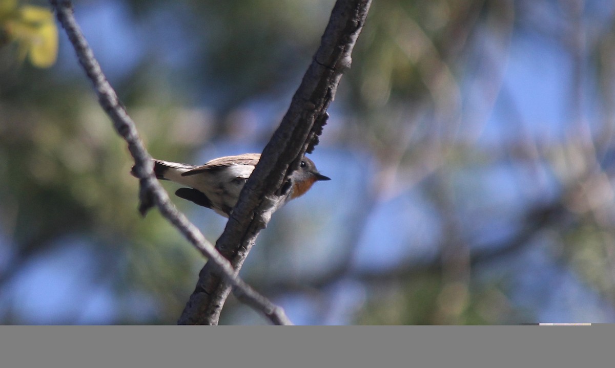 Taiga Flycatcher - ML162229071