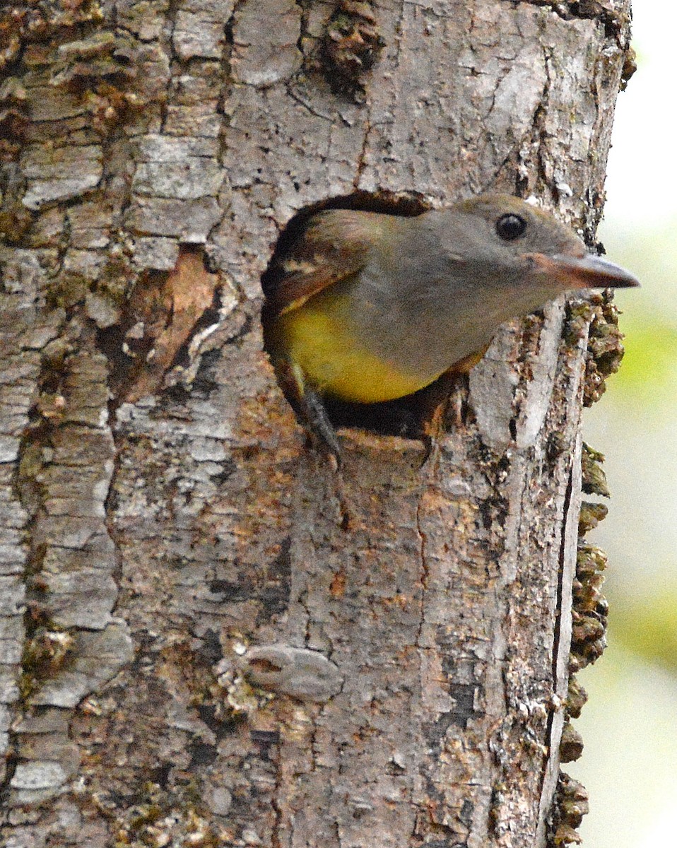 Great Crested Flycatcher - ML162229451