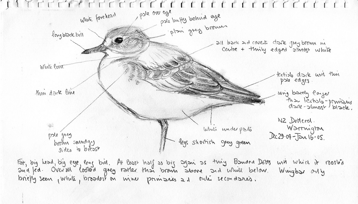 Red-breasted Dotterel - ML162229931