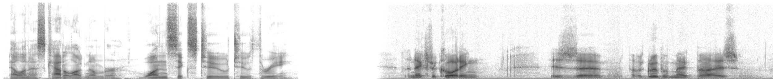 Australian Magpie - ML16223