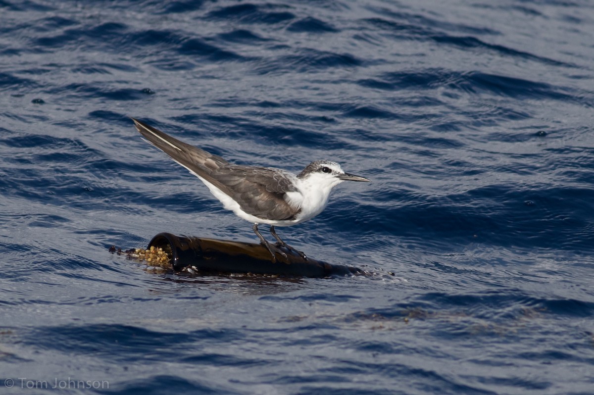 Bridled Tern - Tom Johnson