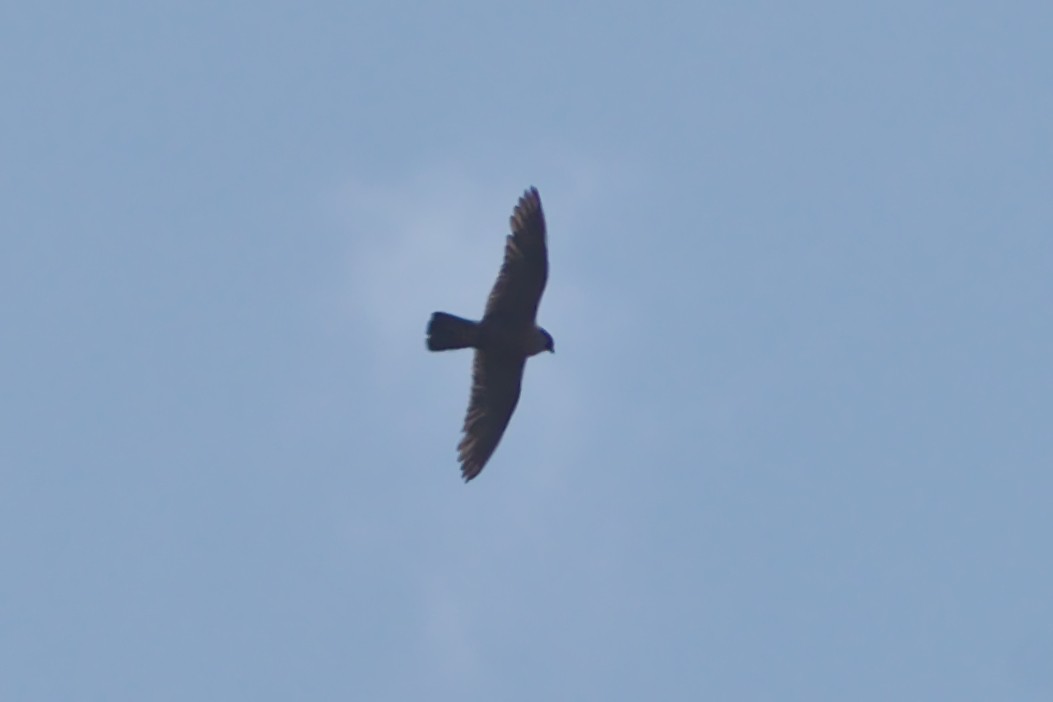Peregrine Falcon (Shaheen) - ML162230641