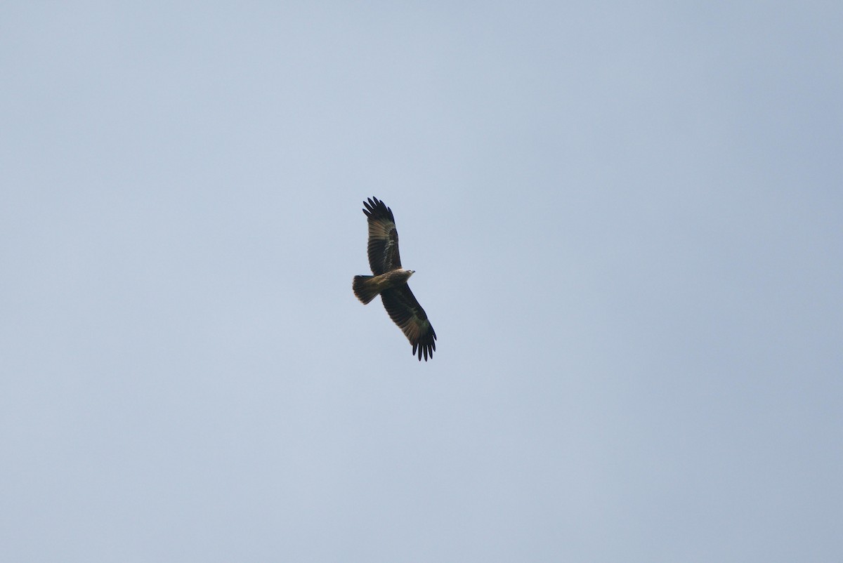 Brahminy Kite - Kian Guan Tay