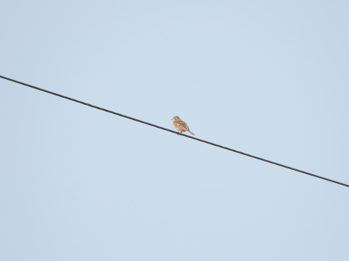 Vesper Sparrow - ML162232621