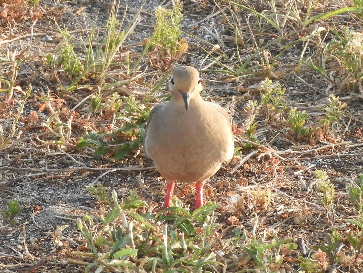 Mourning Dove - ML162234111